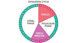 Ovulation Pain or Mittelschmerz – 8 Things You’ll Want to Know – Page 4 ...