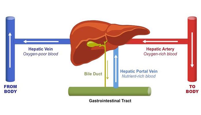 The Function of the Liver | New Life Ticket