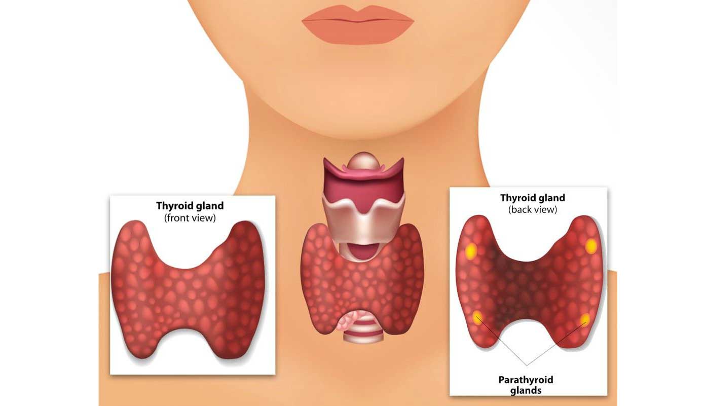 Рисунок щитовидной железы
