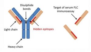 8 Types Of Multiple Myeloma – Page 5 – New Life Ticket