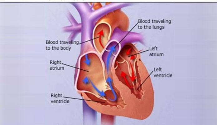 4 Types Of Heart Failure New Life Ticket Part 3