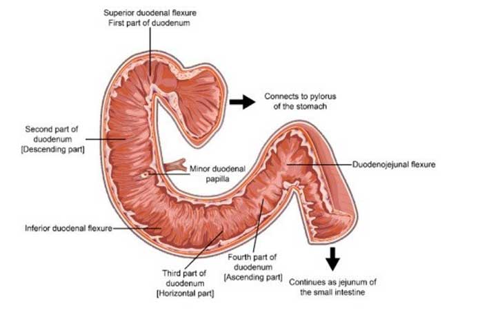 duodenum-function-health-heal-digestion-problems-carcinoid-syndrome