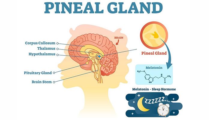 pineal-gland-definition-location-function-disorders-britannica