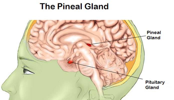 Common Facts About Pineal Gland New Life Ticket 8736